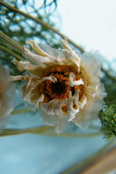 dried daisy flower