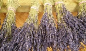 dried lavender bunches drying
