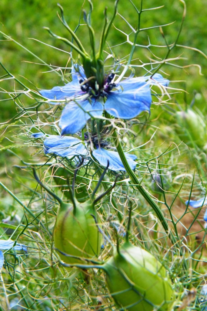 Growing my own dried flowers nigella seed heads Dried Flower Craft