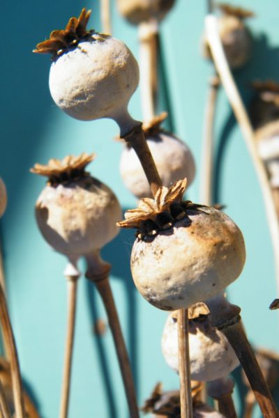 dessiccated flowers poppy seed heads