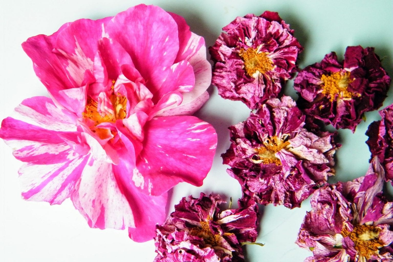 Roses from my garden as dried flowers and petals Dried Flower Craft
