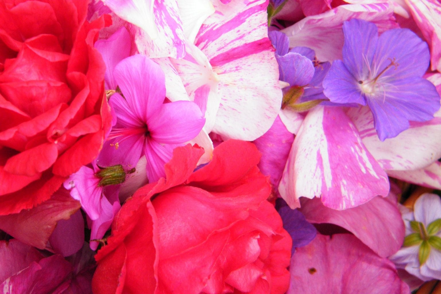 Making dried rose petals and geranium flowers Dried Flower Craft