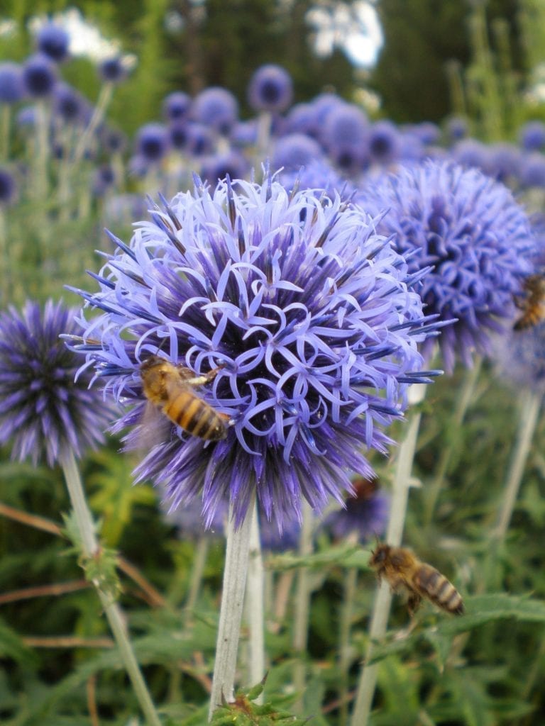 echinops bees