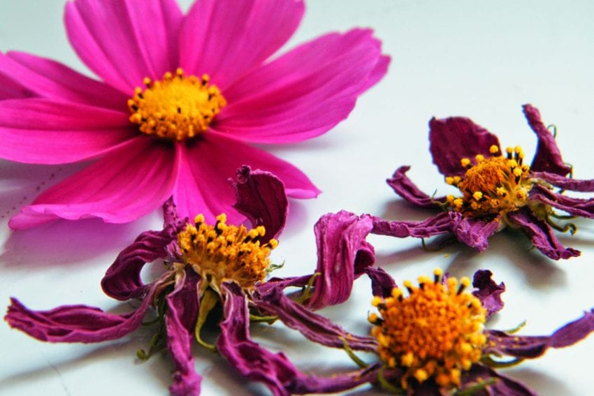 dried flowers cosmos