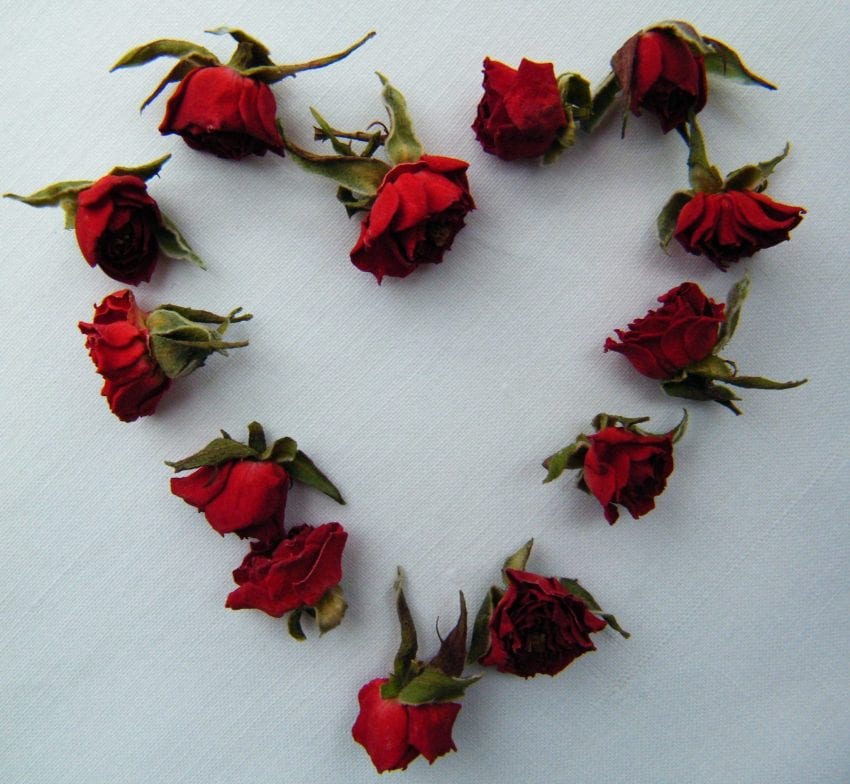 red rose buds heart
