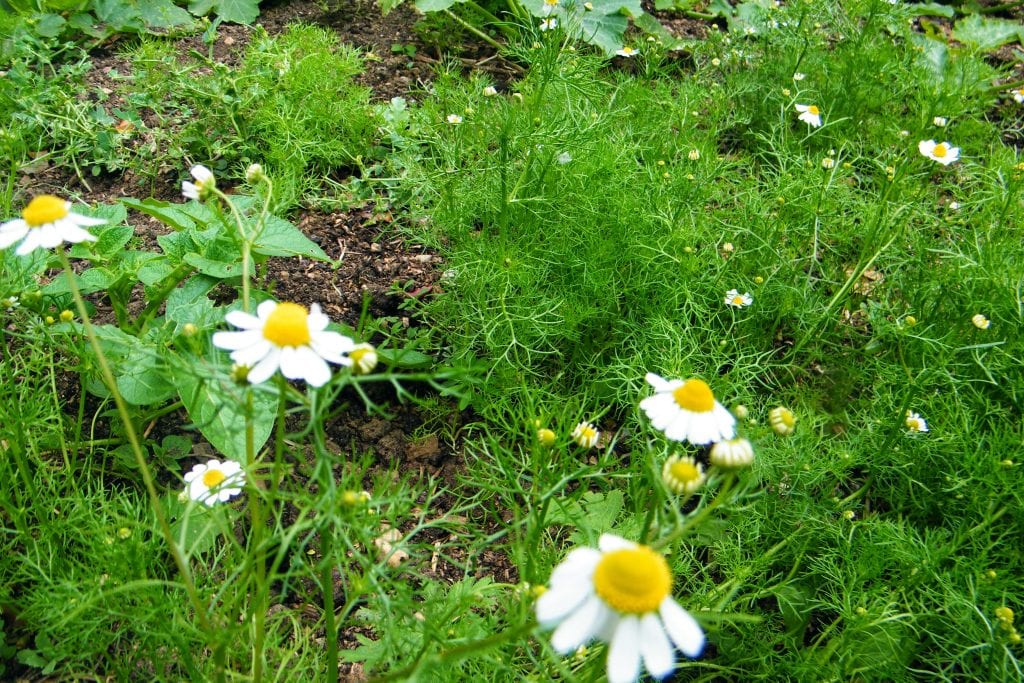 chamomile flowers use dry or fresh