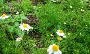 chamomile flowers use dry or fresh