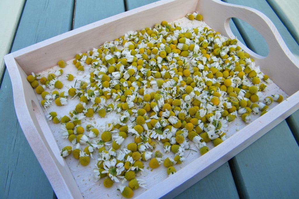 Harvested chamomile heads