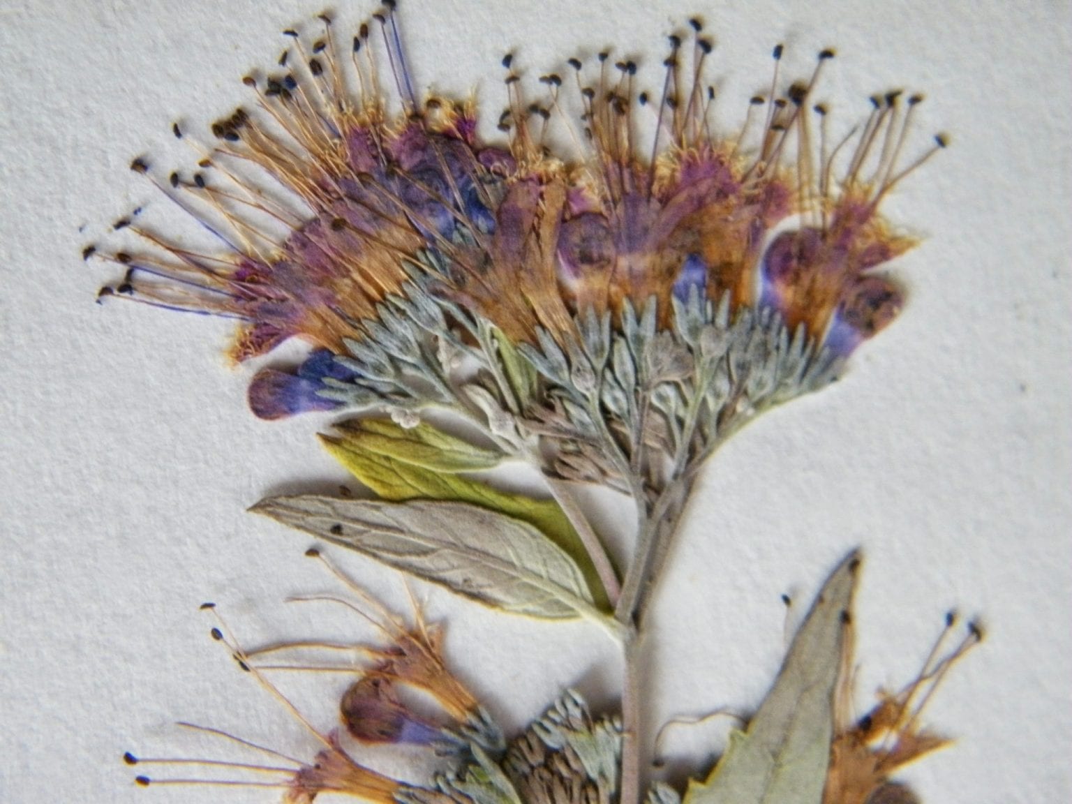 Make a flower press Dried Flower Craft