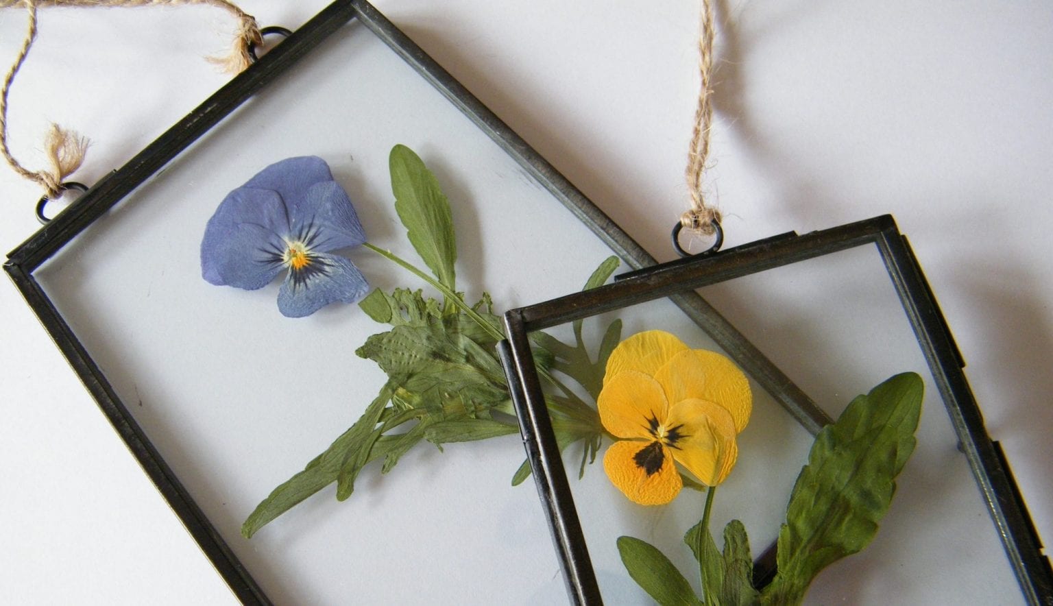 Flower frames with pressed violas Dried Flower Craft