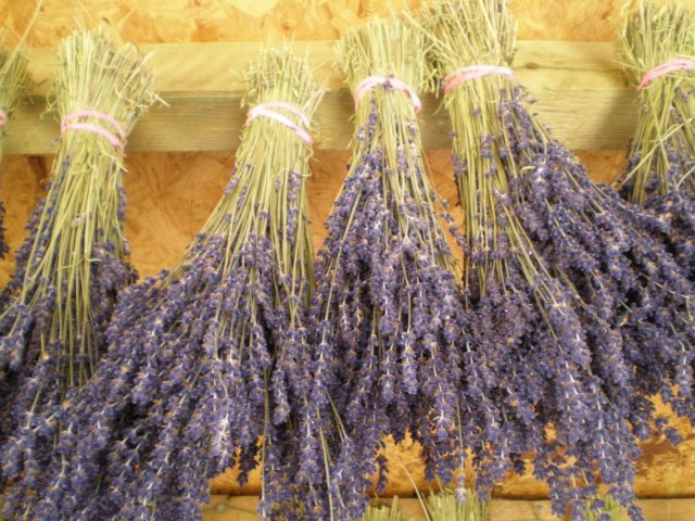 lavender bunches drying