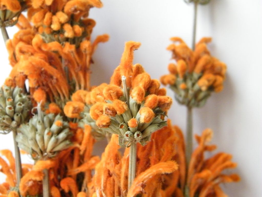 orange dried flowers leonotis flowers