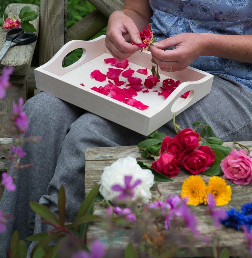 Drying flowers from my garden Dried Flower Craft