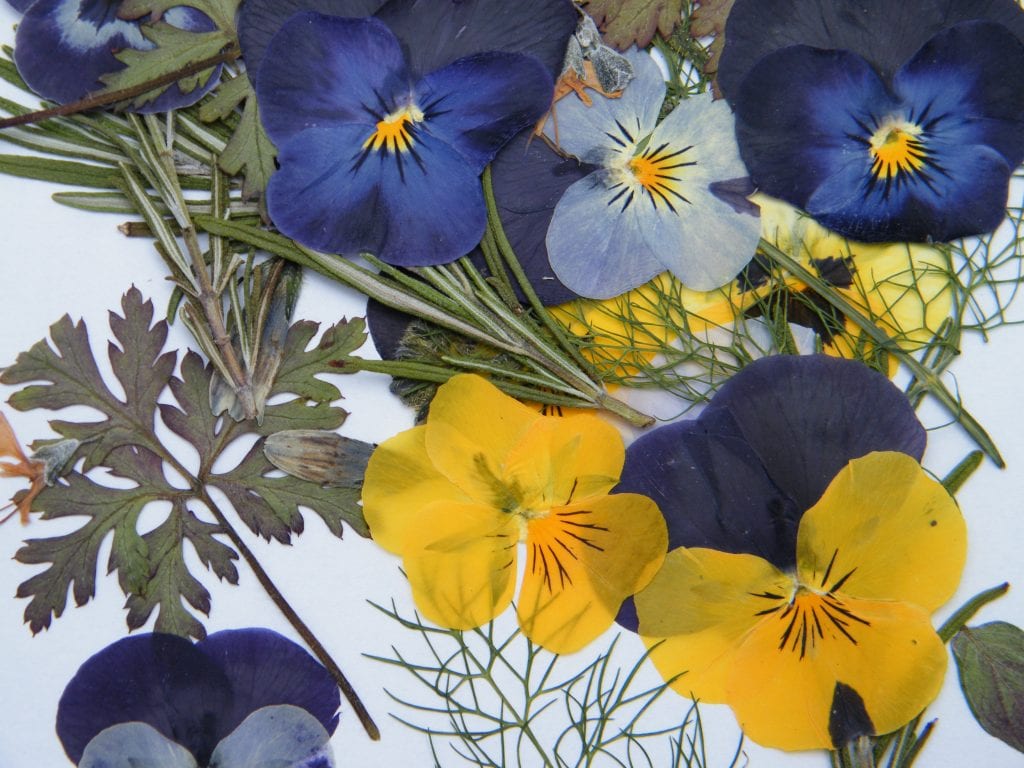 finished pressed flowers