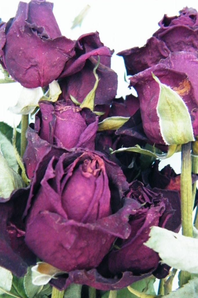 How to make dried flowers Dried Flower Craft