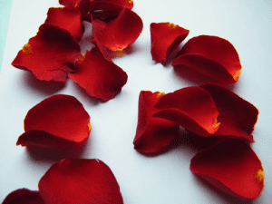 freeze dried flowers rose petals