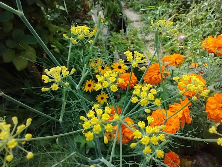 fennel flowers yellow umbels