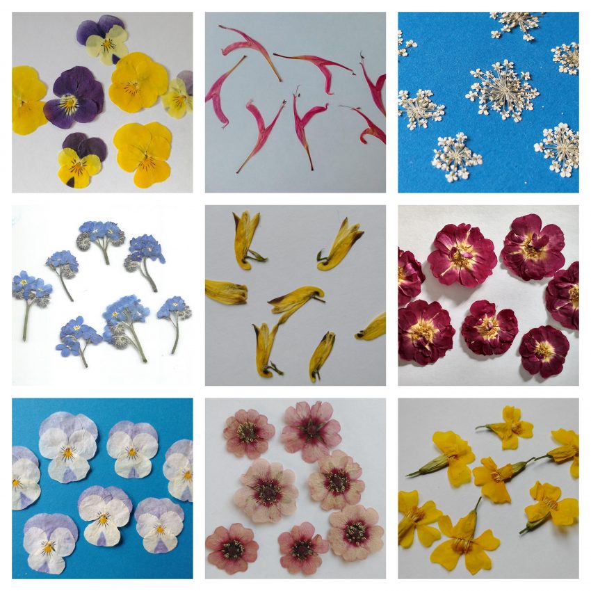 Some pressed flower successes Dried Flower Craft