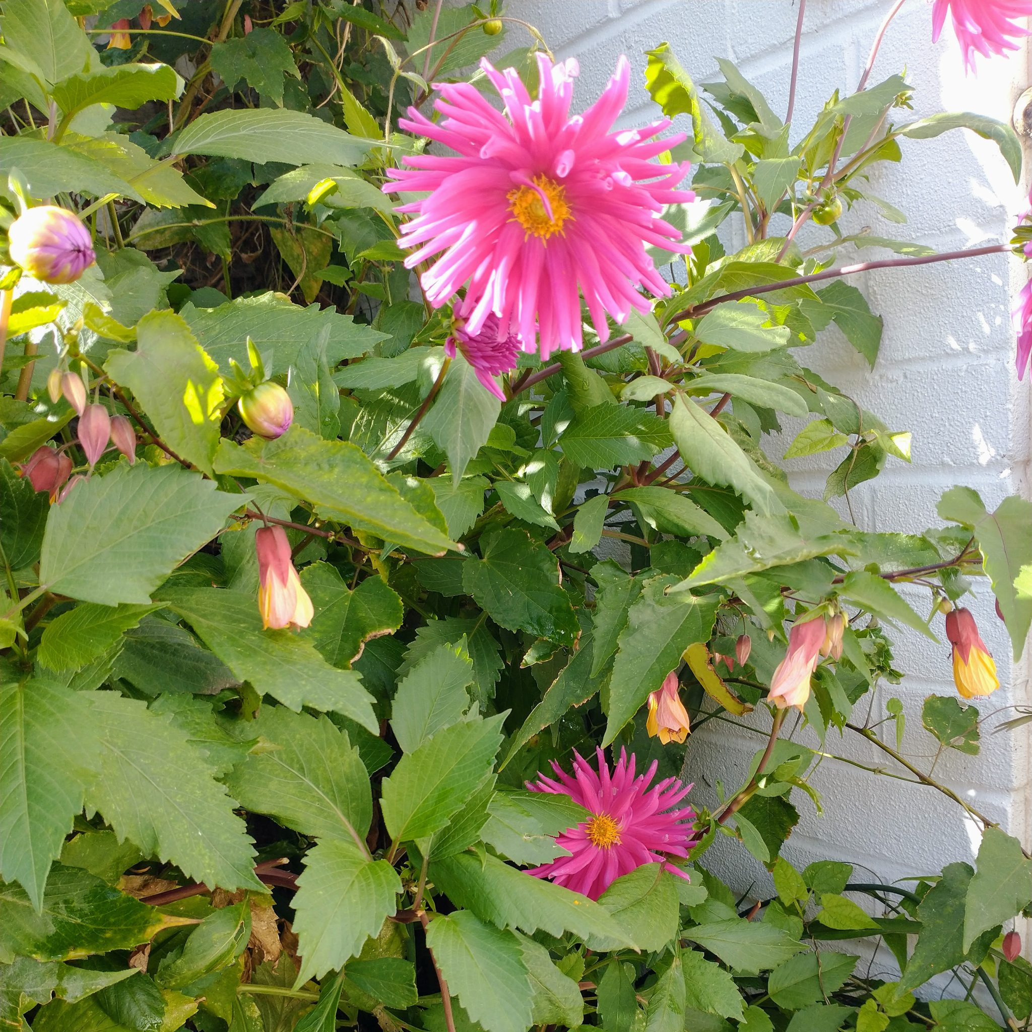 Drying Dahlias for floristry and confetti