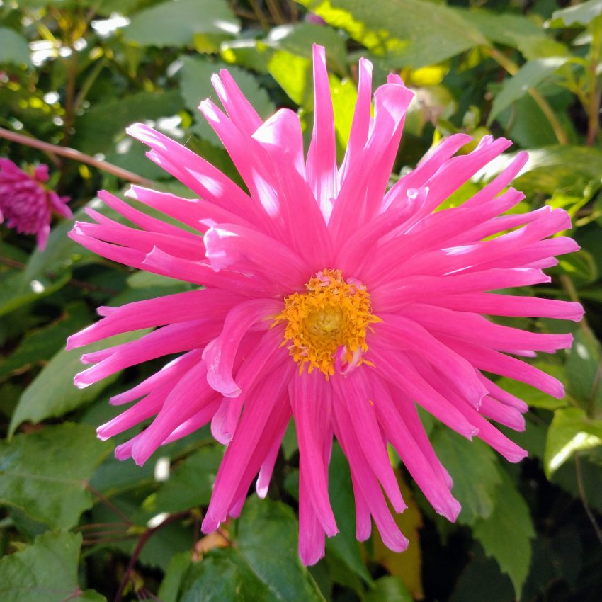 Drying Dahlias for floristry and confetti