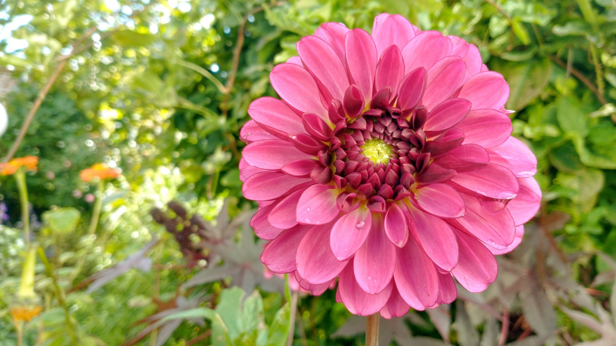 Drying Dahlias for floristry and confetti