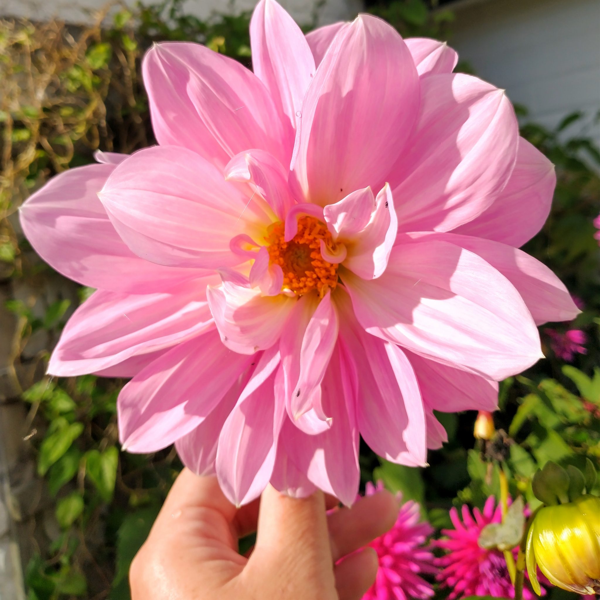 Drying Dahlias for floristry and confetti
