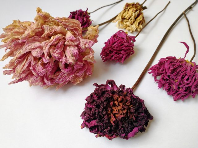 natural dahlias dried flowers