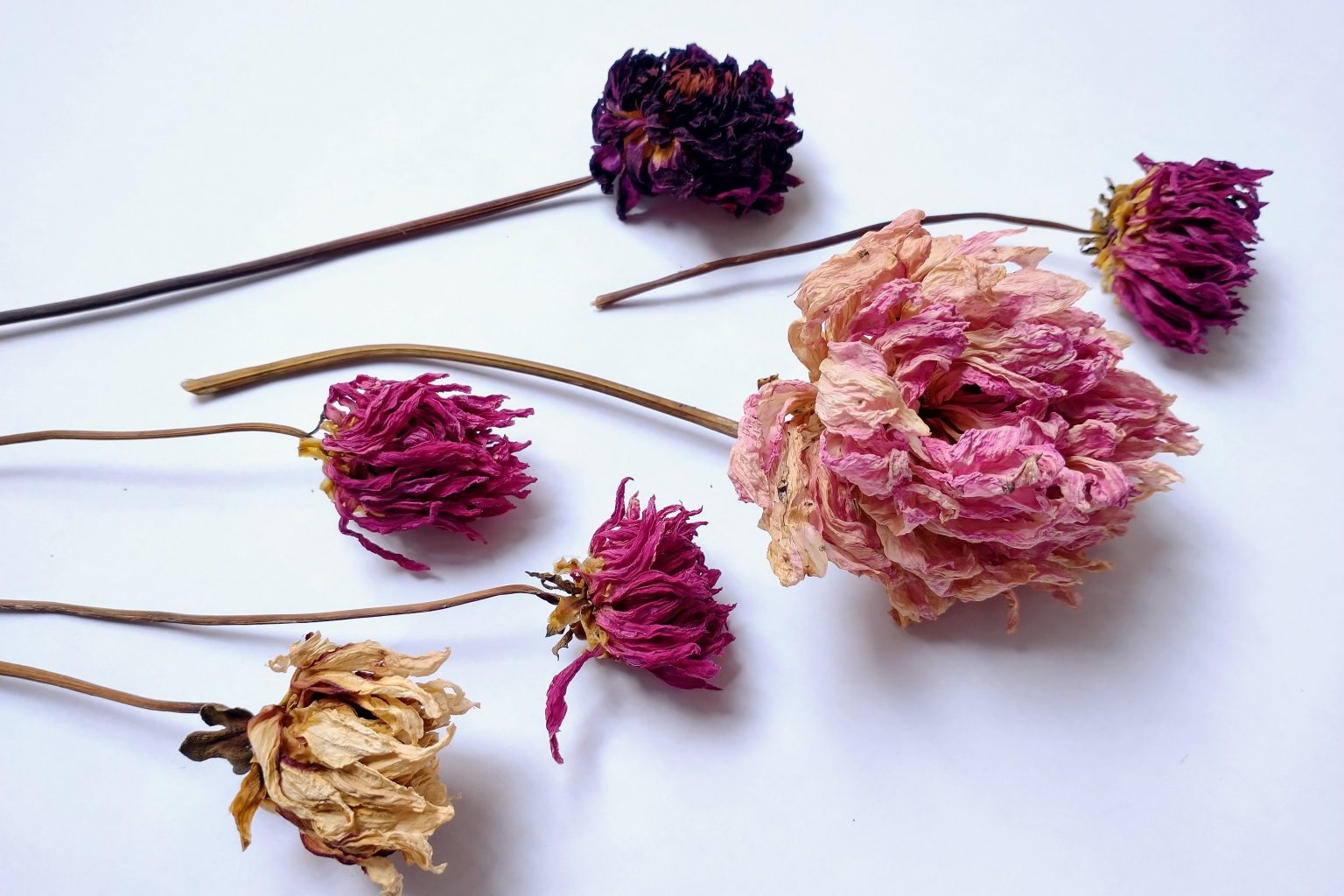 Drying Dahlias for floristry and confetti