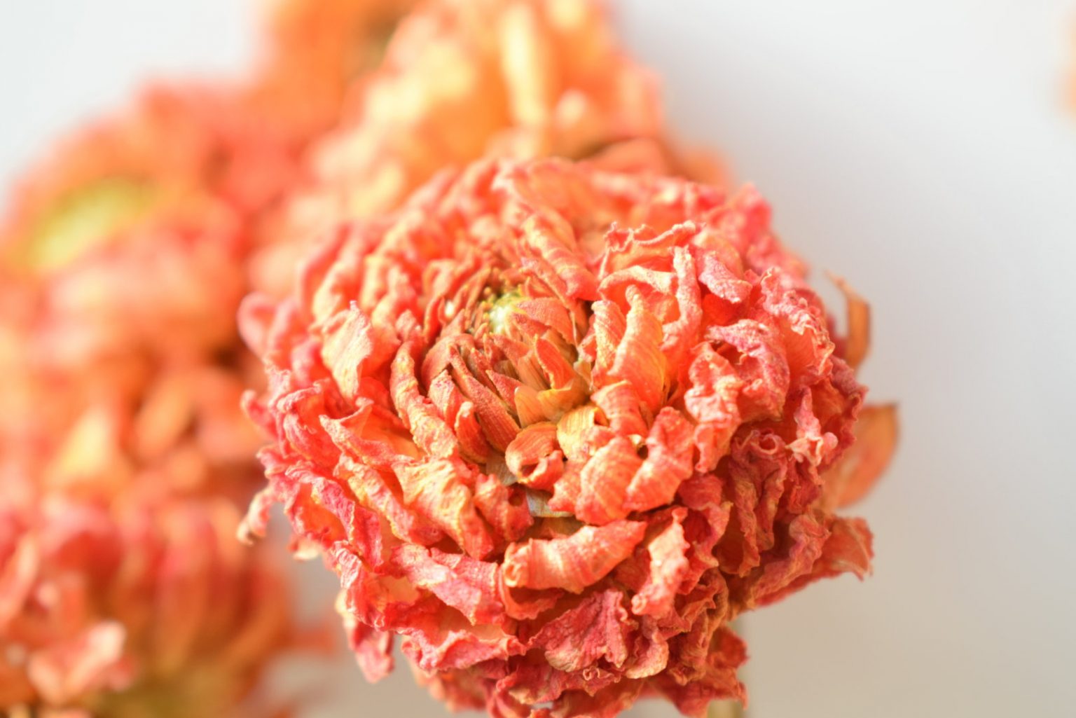 Drying Dahlias for floristry and confetti