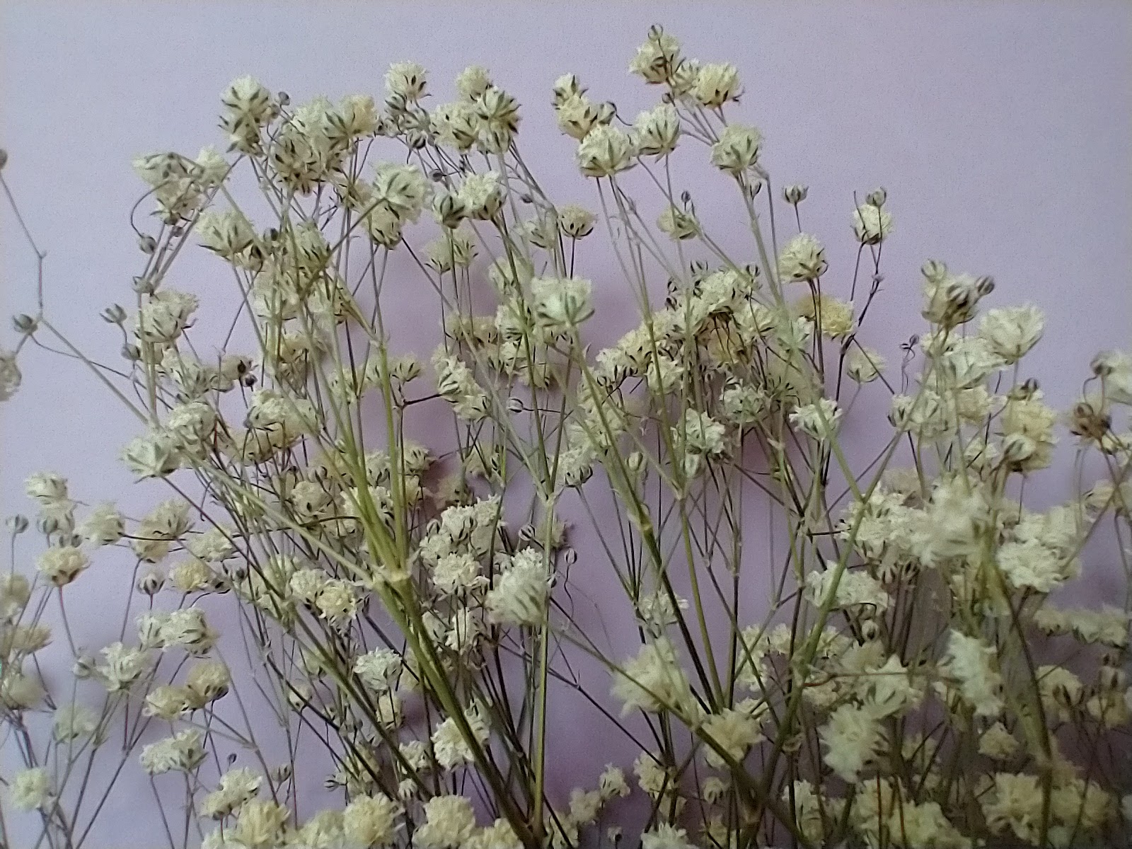 gypsophila dried by Dried Flower Craft