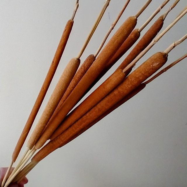 cattail stems dried
