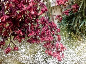 drying kangaroo paw UK gyp eucalyptus