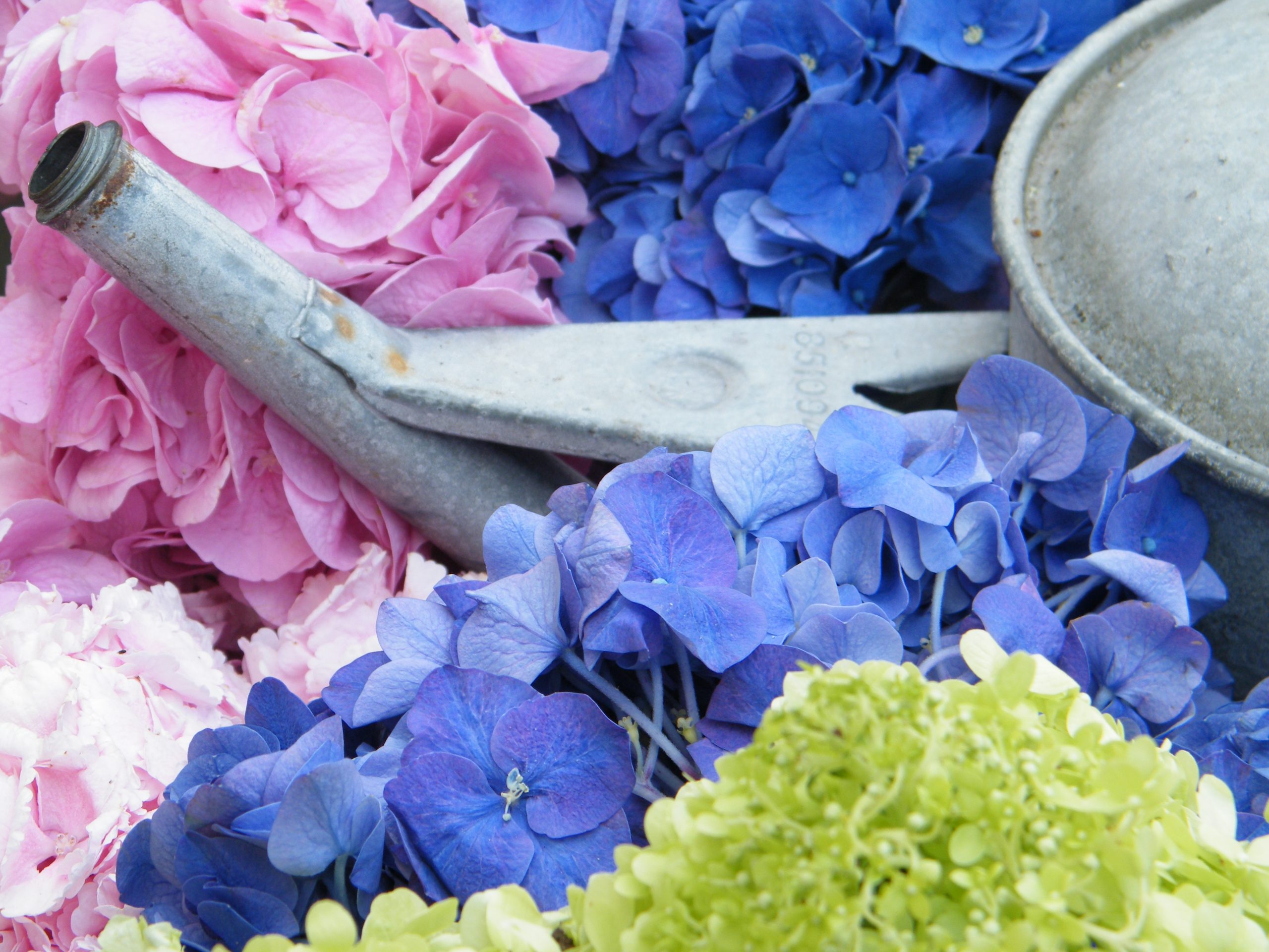 Hydrangea dried flowers and petals for floristry or confetti