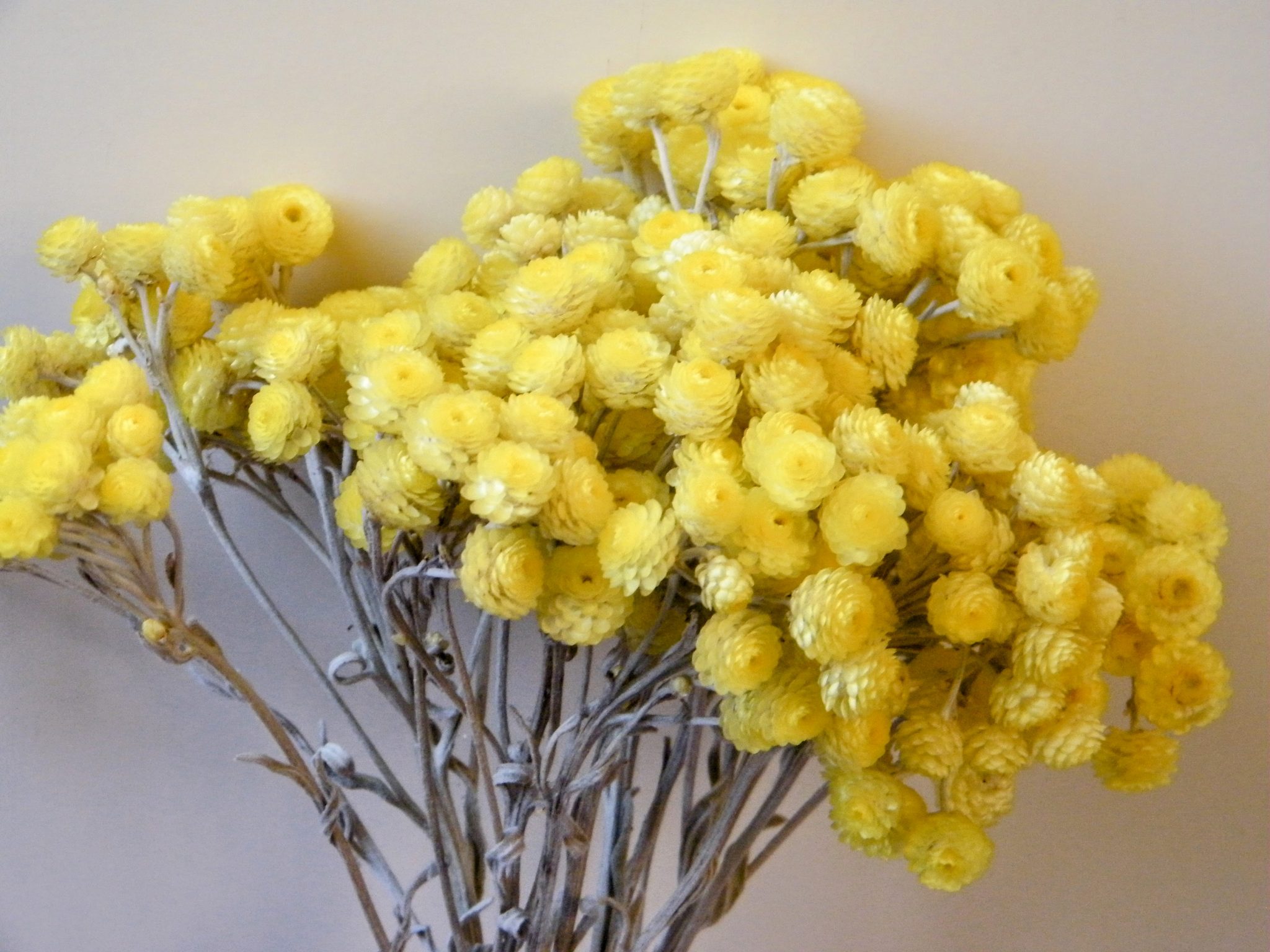 Immortelle Helichrysum dried flowers or Strawflowers