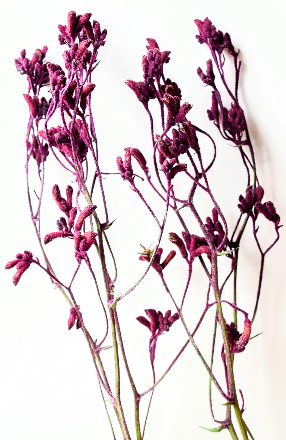 Kangaroo Paw flowers Anigozanthos can be dried