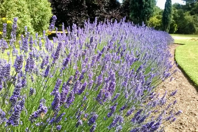 lavender plants cambridge