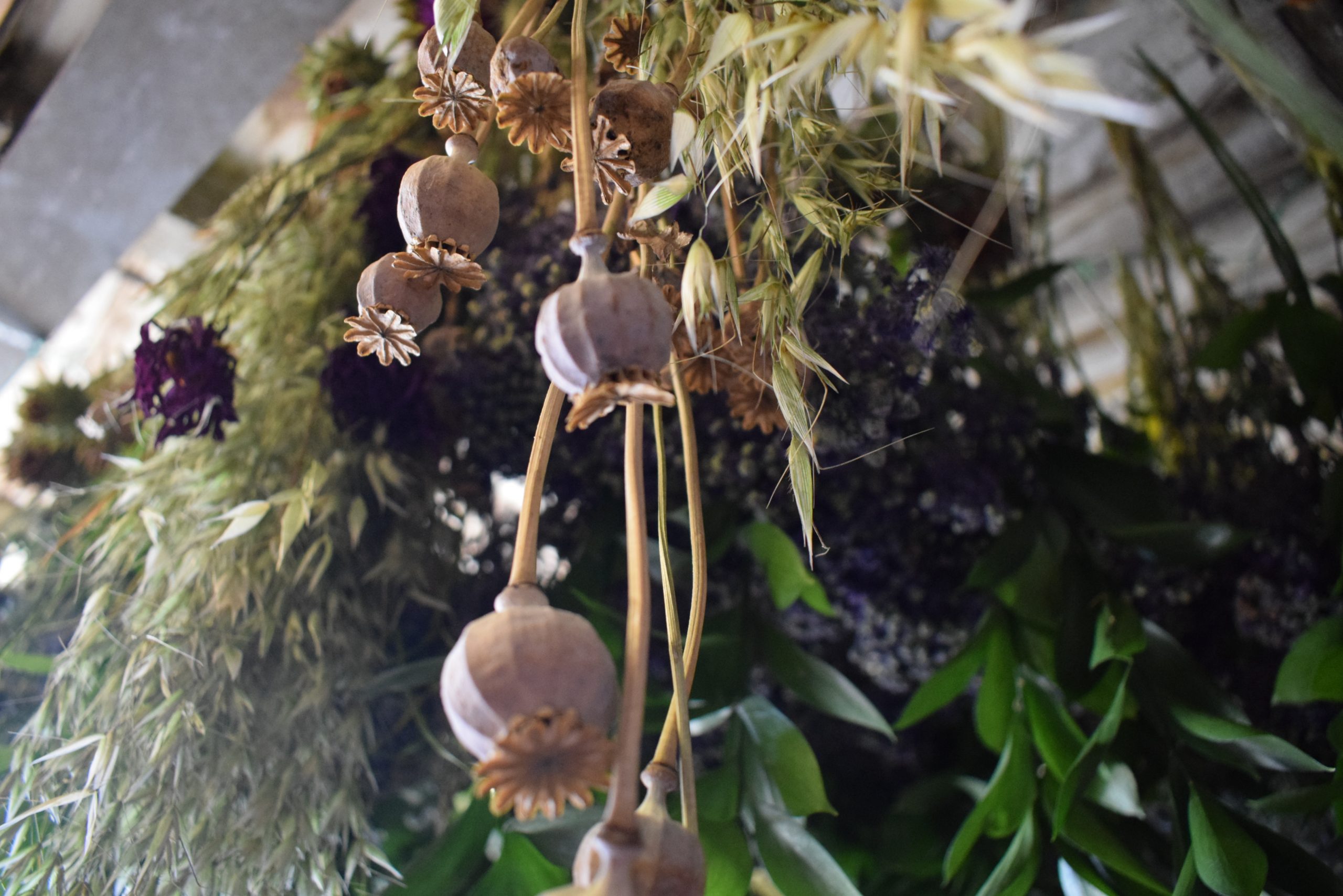 poppy seed heads drying Dried Flower Craft