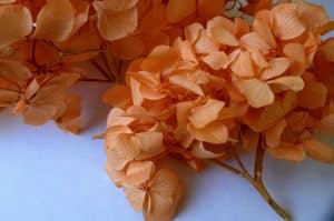 preserved hydrangea peach
