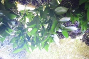ruscus leaves drying