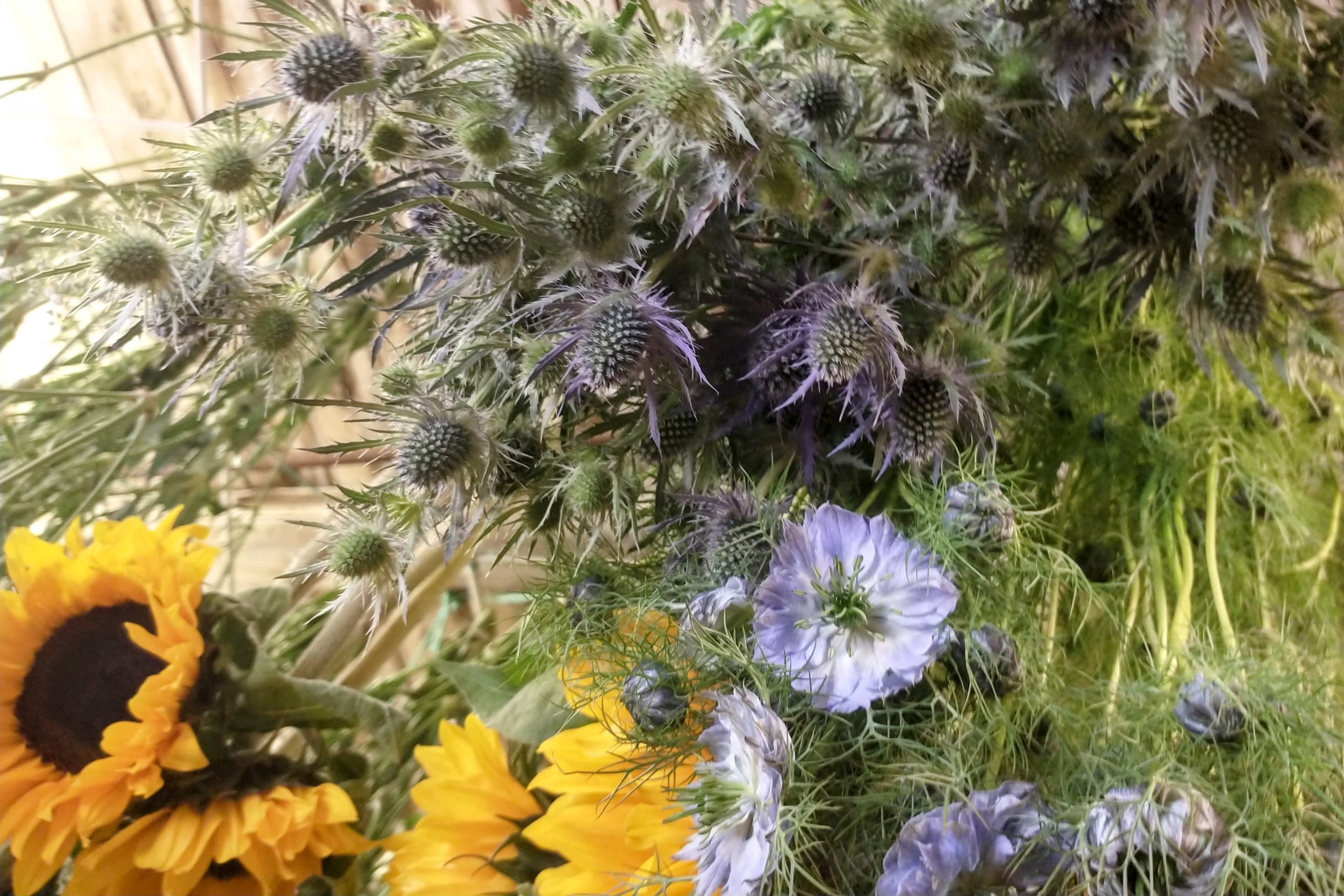 sunflowers nigella eryngium drying Dried Flower Craft