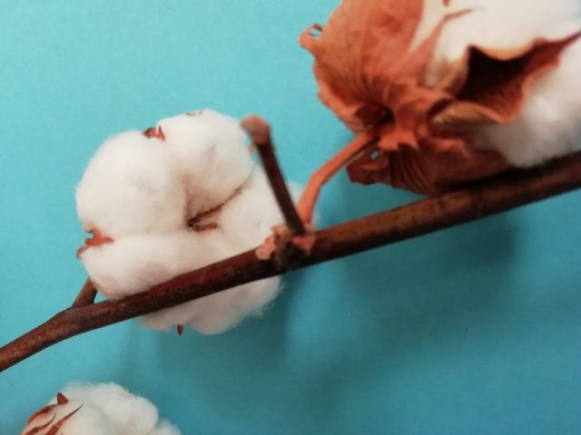 woody cotton stem floristry