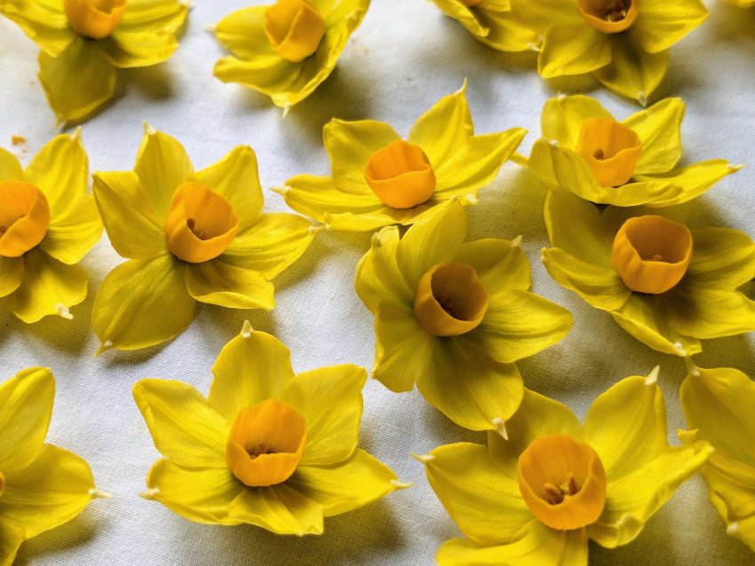 daffodils for pressing