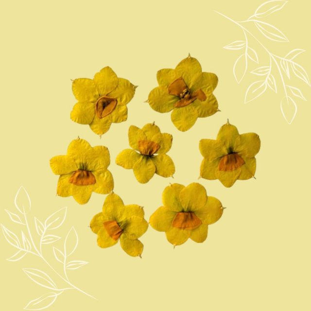 pressed daffodils spring