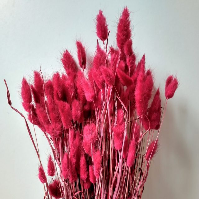 red lagurus crimson grass dried