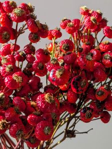 rose hip floristry