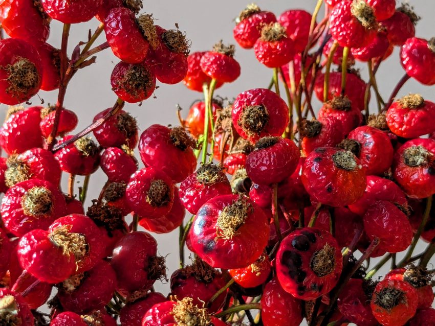 rose hips dried
