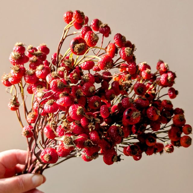 rose hips dried bunch
