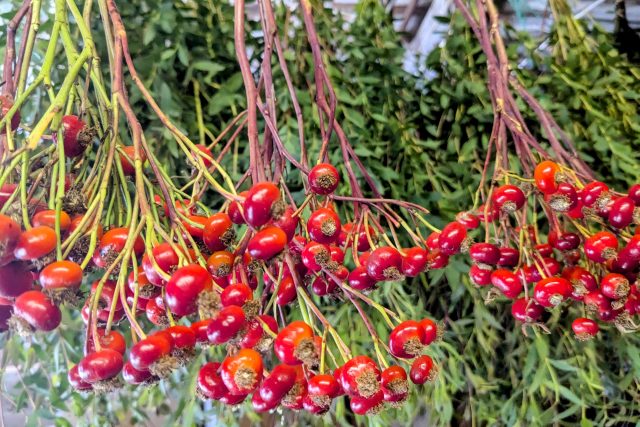 rose hips drying