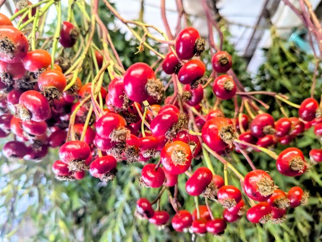 rose hips hanging up to dry