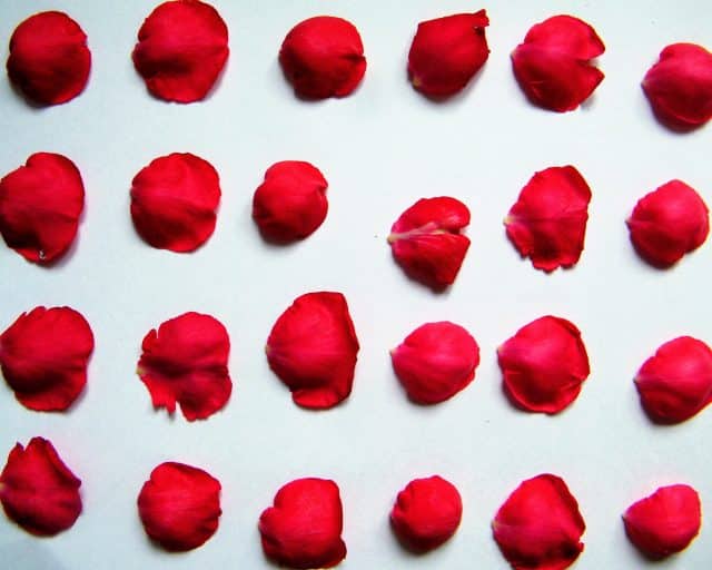 pressing rose petals